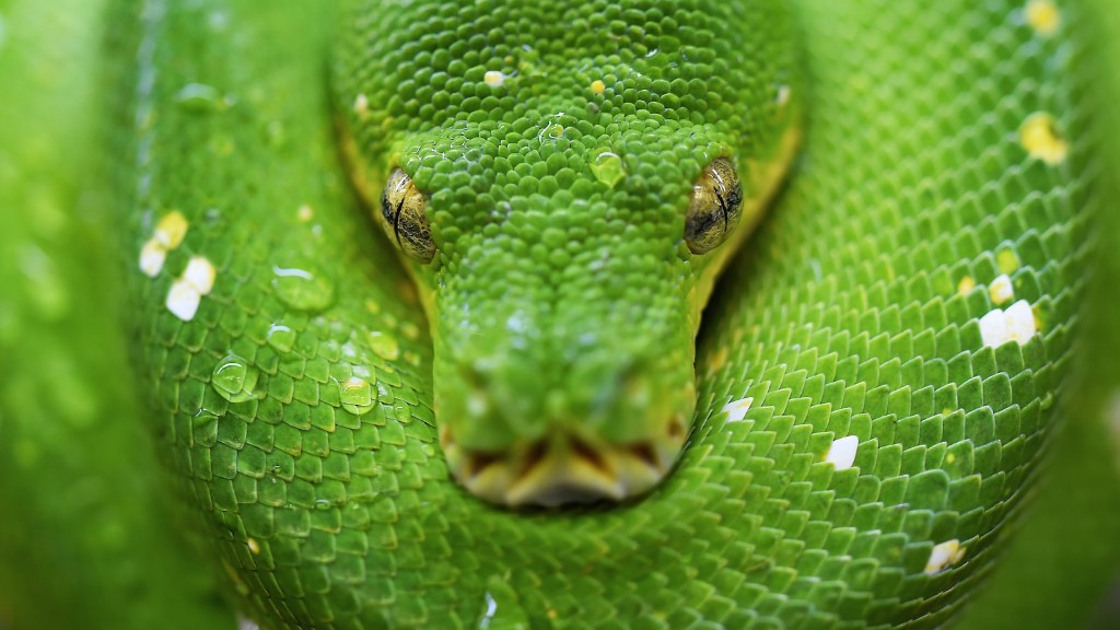 Python-slang die dieren eet