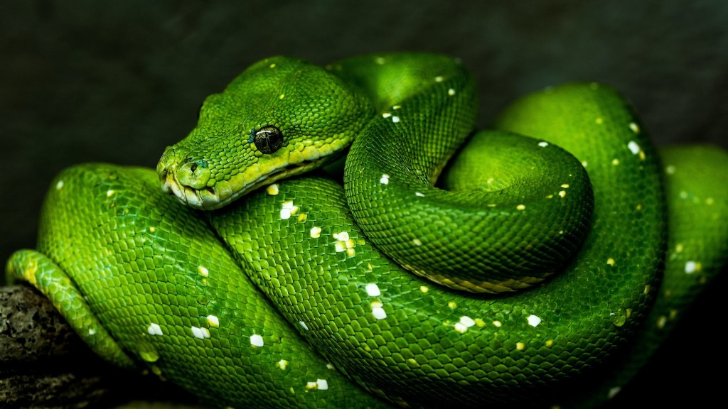 Python-slang die dieren eet